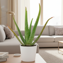 easy to care succulents, buy succulents online, plant shops in ca, indoor plants for sale