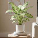 buy dieffenbachia 'camouflage' live plant 4" pot online, vivid cream and chartreuse mottled leaf pattern resembling natural camouflage, lush full canopy of large tropical leaves, fast grower with bold visual impact, tolerates medium to low indoor light conditions, elegant statement plant for shelves or tabletops, a rare and desirable houseplant gift idea