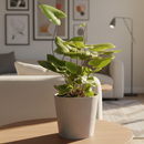 6" pot fern 'heart' live houseplant for sale, shiny deep green heart-shaped fronds, fuzzy dark stem contrast, evergreen dwarf tropical fern, high humidity pet-friendly care trait, stunning focal point in a glass terrarium or bathroom shelf, a unique and heartfelt gift idea