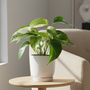 4" Pot Pothos 'Albo Variegata' live houseplant for sale, fast-growing climbing tropical vine with dramatic white and green variegated foliage, fenestration-forming leaves on maturing stems, epiphytic growth habit suited to moss pole or hanging display, low-maintenance collector variety, stunning statement piece gift for plant lovers