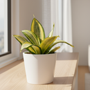 buy snake plant gold hahnii sansevieria live houseplant 6" pot online, dense spiraling leaf rosette, thick water-storing succulent leaves, striking gold margins with dark green centers, air purifying low light tolerant plant, elegant architectural accent for home or office, ideal gift for beginner or busy plant parent