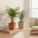 2 Palm Variety Pack, 4 inch Palm Variety Pack, easy to care indoor plants, air purifying houseplants for sale