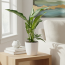 6" pot dieffenbachia panther live plant for sale, large broad leaves with creamy white and neon green patterning, compact upright habit, fast growing air purifying houseplant, glossy textured tropical foliage, lush jungle inspired home decor accent, ideal gift for plant lovers and interior styling enthusiasts