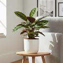 6" pot calathea beauty star live houseplant for sale, lush tropical foliage plant with neon pinstripe leaf pattern in pink silver and green, sturdy upright clumping growth reaching up to 2 feet, sensitive to direct sun and loves consistent moisture and humidity, air-purifying prayer plant for bright indirect light spots, stunning display plant for floors or plant stands, elegant and bold gift for plant enthusiasts