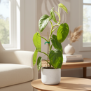 buy Syngonium 'Ice Frost' live houseplant 4" pot online, arrowhead-shaped leaves dusted with a cool frosty white shimmer, semi-glossy thick leaf texture, upright or trailing versatile growth form, low maintenance tropical houseplant, an eye-catching bohemian or modern decor accent, beautiful rare collector plant gift for any occasion