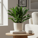 6" pot dracaena song of jamaica live houseplant for sale, lush multi-cane arrangement with dense tufted leaf clusters, subtle yellow-green banding on narrow lance-shaped leaves, adaptable to average indoor humidity, air-purifying and long-lived, an elegant floor-level focal point for any interior, a gorgeous gift for home or office greenery lovers