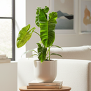 6" pot philodendron 'paraiso verde' live air plant for sale, marbled multicolor green and pale cream variegated leaves, trailing and climbing growth with striking elongated leaf form, collector-grade rare philodendron with vivid shifting patterns, bright indirect light lover for indoor tropical displays, lush bohemian interior accent plant, exceptional collector find gift for rare plant admirers