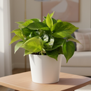 buy pothos 'lemon top' live houseplant 6" pot online, dual-tone foliage with golden emerging leaves and deep green mature leaves on the same plant, heart-shaped glossy vining leaves with soft green streaking, cascading trailing growth ideal for shelves and baskets, tolerates a range of indoor light conditions with minimal fuss, a show-stopping bohemian accent plant and a standout gift for any plant enthusiast