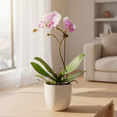 3 inch Light Pink Phalaenopsis Orchid in plastic pot, 3 inch flowering houseplants, feng shui houseplants for sale