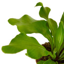 6" pot bird's nest 'nidus' fern live houseplant for sale, rich forest green glossy fronds in circular rosette pattern, crinkled wavy frond margins, bold epiphytic fern with architectural presence, suitable for terrarium or floor pot display, adds lush tropical elegance to any indoor space, a timeless heirloom gift for nature lovers