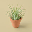 Mini Ionantha Guatemala Air Plant in Terra Cotta Pot, Air plant gift ideas, Office decor plant, Tiny potted air plant for sale