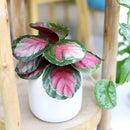 buy calathea rosy live houseplant 2" pot online, large oval leaves in watercolor pink and deep green, naturally humidifying tropical foliage plant, pet friendly and child safe, slow steady grower with dramatic visual presence, stunning living decor for any interior, a beautiful gift that grows with care