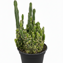 buy fairy castle cactus live cactus 6" pot online, flourishing multi-branched fairy castle cactus with tall columnar turrets in rich deep green, angular pentagonal ribbed stems with woolly white areoles, heat tolerant full-sun desert native with excellent drought resistance, eye-catching architectural centerpiece plant for bright sunny rooms, timeless sculptural decor piece built to last decades, outstanding gift for cactus enthusiasts and interior plant lovers