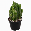 buy fairy castle cactus live cactus 6" pot online, flourishing multi-branched fairy castle cactus with tall columnar turrets in rich deep green, angular pentagonal ribbed stems with woolly white areoles, heat tolerant full-sun desert native with excellent drought resistance, eye-catching architectural centerpiece plant for bright sunny rooms, timeless sculptural decor piece built to last decades, outstanding gift for cactus enthusiasts and interior plant lovers