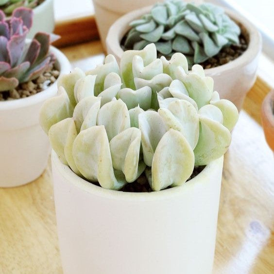 Echeveria Topsy Turvy Succulents For Sale | Care Instruction