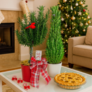 Rosemary Holiday Tree, Aromatic Holiday Tree, Christmas Shaped Houseplants, Christmas Tree Gift Ideas, Holiday Tree for Home Decor