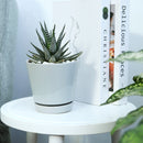 Haworthia Zebra - Haworthia fasciata Plant