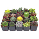 Outdoor groundcover succulents, drought resistant landscaping, sempervivum and sedum pack, winter hardy live plants, xeriscaping succulents, 2 inch outdoor plants