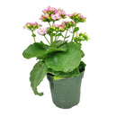 buy kalanchoe blossfeldiana 'calandiva pink' live succulent grower pot online, dense double pink blooms with rose-form petals, waxy dark green fleshy leaves with scalloped edges, upright bushy drought tolerant succulent, bright indirect light easy ca