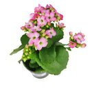 buy kalanchoe blossfeldiana 'calandiva pink' live succulent grower pot online, dense double pink blooms with rose-form petals, waxy dark green fleshy leaves with scalloped edges, upright bushy drought tolerant succulent, bright indirect light easy ca