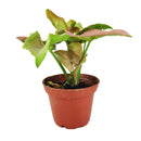 6" pot Syngonium Neon Robusta - Syng