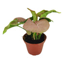 6" pot Syngonium Neon Robusta - Syng