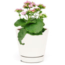 buy kalanchoe blossfeldiana 'calandiva pink' live succulent grower pot online, dense double pink blooms with rose-form petals, waxy dark green fleshy leaves with scalloped edges, upright bushy drought tolerant succulent, bright indirect light easy ca