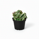 buy hoya 'rope plant' variegated live houseplant 3" pot online, compact starter plant with distinctive rope-form coiled vines, variegated green and white waxy leaf texture, trailing semi-succulent growth ideal for hanging baskets, slow-growing low-maintenance hoya variety, charming boho shelf or windowsill accent, unique and rare living gift for plant lovers