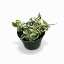 buy hoya 'rope plant' variegated live houseplant 3" pot online, compact starter plant with distinctive rope-form coiled vines, variegated green and white waxy leaf texture, trailing semi-succulent growth ideal for hanging baskets, slow-growing low-maintenance hoya variety, charming boho shelf or windowsill accent, unique and rare living gift for plant lovers