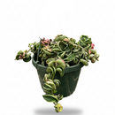 buy hoya 'rope plant' variegated live houseplant 3" pot online, compact starter plant with distinctive rope-form coiled vines, variegated green and white waxy leaf texture, trailing semi-succulent growth ideal for hanging baskets, slow-growing low-maintenance hoya variety, charming boho shelf or windowsill accent, unique and rare living gift for plant lovers