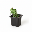 buy hoya rope plant live houseplant 4" pot online, hoya carnosa compacta with classic twisted rope foliage in forest green in a nursery pot, semi-succulent drought tolerant vine, pet-safe non-toxic, easy care for beginners, a beautiful bohemian gift that grows more impressive every year