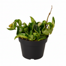 buy hoya rope plant live houseplant 4" pot online, hoya carnosa compacta with classic twisted rope foliage in forest green in a nursery pot, semi-succulent drought tolerant vine, pet-safe non-toxic, easy care for beginners, a beautiful bohemian gift that grows more impressive every year