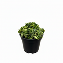 buy hoya rope plant live houseplant 4" pot online, hoya carnosa compacta with classic twisted rope foliage in forest green in a nursery pot, semi-succulent drought tolerant vine, pet-safe non-toxic, easy care for beginners, a beautiful bohemian gift that grows more impressive every year
