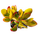 Crassula ovata Hummel’s Sunset