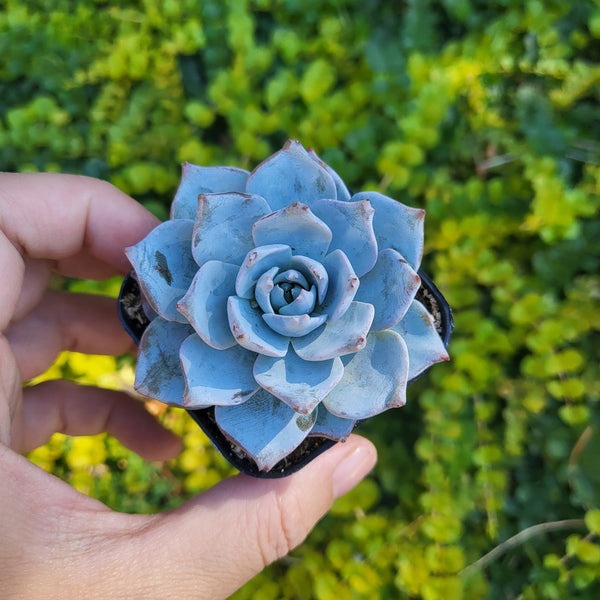 bluish succulent Echeveria Blue Bird Rosette