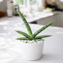 4" pot snake plant sansevieria starfish live houseplant for sale, fan-shaped arrangement of stout cylindrical green leaves, bold dark green bands on firm succulent spears, air purifying and drought tolerant, grows beautifully in indirect light with minimal care, elegant architectural accent for modern interiors, a lasting and unique gift for plant lovers
