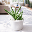 4" pot snake plant sansevieria starfish live houseplant for sale, fan-shaped arrangement of stout cylindrical green leaves, bold dark green bands on firm succulent spears, air purifying and drought tolerant, grows beautifully in indirect light with minimal care, elegant architectural accent for modern interiors, a lasting and unique gift for plant lovers