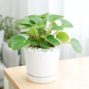 8" pot peperomia 'rana verde' live houseplant for sale, mature specimen with full deep green rippled canopy, prominent leaf venation and matte finish, compact non-sprawling growth, beginner and pet friendly, ideal for shelves, desks, or terrariums as a living decor accent, a generous and safe gift for any home