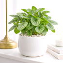 6" pot peperomia 'frost' live houseplant for sale, full plant view in nursery pot showing dense silver-frosted foliage with prominent dark green veins and rippled heart-shaped leaves, compact slow-growing tropical plant native to south america, non-toxic to cats dogs and humans, air-purifying properties make it ideal for home and office environments, an exceptional and enduring gift for any plant lover
