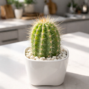 Echinopsis Huascha Hybrid Cactus