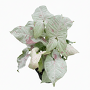 buy syngonium 'milk confetti' live houseplant 4" pot online, lush arrowhead leaves in pale green generously speckled with blush pink and creamy white variegation, upright clumping and trailing growth habit suits both pots and hanging baskets, rare variegated syngonium podophyllum cultivar with easy care requirements, thrives in bright indirect light with moderate humidity, a striking and artful bohemian decor plant, an exceptional and rare gift for any indoor plant enthusiast