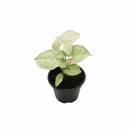 buy syngonium 'milk confetti' live houseplant 4" pot online, lush arrowhead leaves in pale green generously speckled with blush pink and creamy white variegation, upright clumping and trailing growth habit suits both pots and hanging baskets, rare variegated syngonium podophyllum cultivar with easy care requirements, thrives in bright indirect light with moderate humidity, a striking and artful bohemian decor plant, an exceptional and rare gift for any indoor plant enthusiast