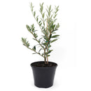 6 inch Olive Topiary Tree, 6 inch olea europaea, 6 inch live houseplant for sale, olea europaea plant for sale