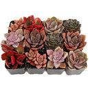 An assortment of 6 colorful succulent plants in small, square black plastic pots is arranged on a light wood side table. The plants showcase a vibrant palette of pink, purple, and deep red.
