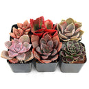 An assortment of 6 colorful succulent plants in small, square black plastic pots is arranged on a light wood side table. The plants showcase a vibrant palette of pink, purple, and deep red.