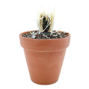 Paper Spine Cactus - Tephrocactus articulatus var. papyracanthus