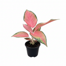 buy chinese evergreen 'pink pearl' live houseplant 4" pot online, glossy variegated foliage with vivid rose-pink and emerald green tones, slow-growing upright perennial, tolerates low humidity and indoor conditions, easy care beginner-friendly tropical, a beautiful and thoughtful housewarming gift