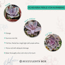 Buy an 8-pack of Echeveria Perle von Nurnberg live plants online. Each plant forms an elegant rosette of lavender, pink, and blue-green leaves. Easy to care for, they thrive in bright light, well-draining soil, and occasional watering.