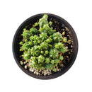 Euphorbia Monstrose Cactus - Euphorbia submammillaris