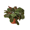 buy maranta red prayer plant live houseplant 6" cow pot online, lush tropical foliage with bold red fishbone veins and velvety dark green leaf surfaces, wide clumping spreading grower, nyctinastic prayer movement at nightfall, sustainable biodegradable pot, a unique boho decor piece and unforgettable gift for plant lovers